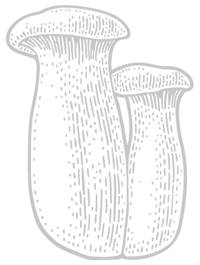 dibujo de la seta eryngii