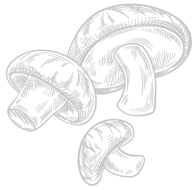 dibujo de la seta shiitake