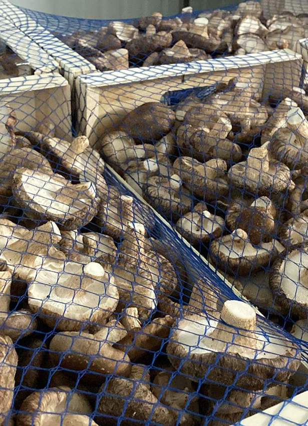 shiitake preparado para su venta