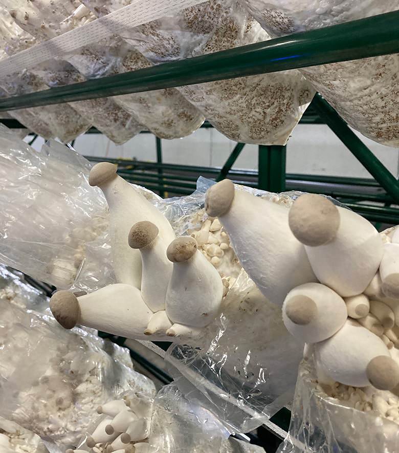 interior espacio de cultivo del eryngii