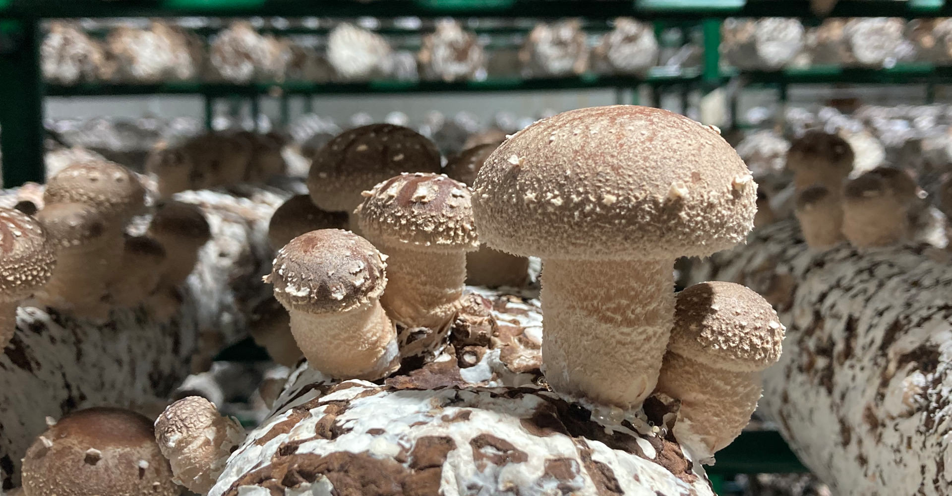 setas shiitake cultivo